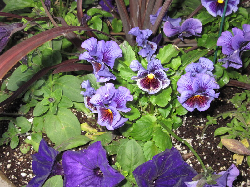 Purple Pansy Flowers — Calm, Spring, Photograph