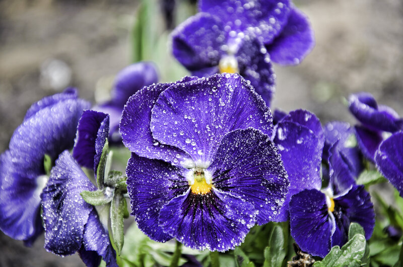 Purple Pansy Flowers — Calm, Spring, Photograph, Water Droplets, Green Leaves