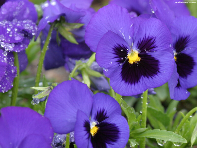 Purple Pansy Flowers — Calm, Spring, Photograph, Water Droplets
