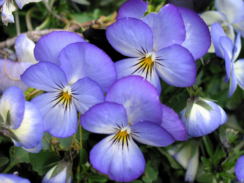 Purple Pansy Flowers — Calm, Spring