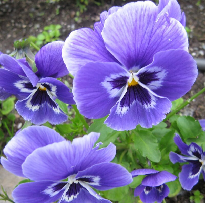 Purple Pansy Flowers — Calm