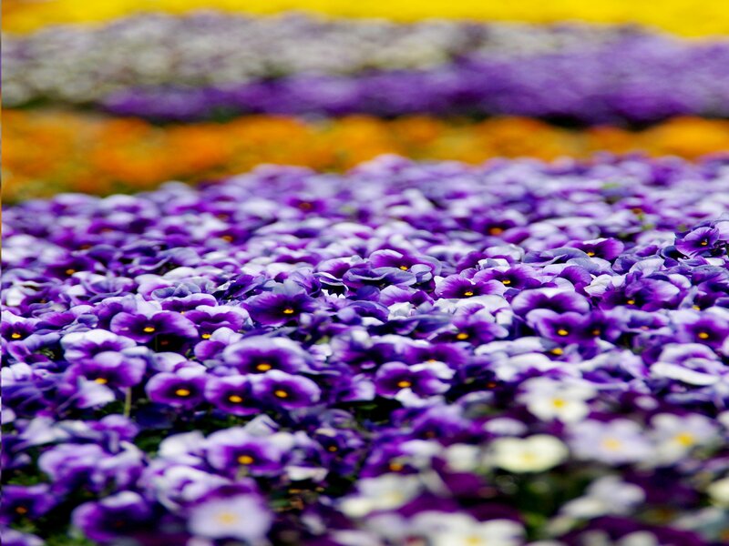 Purple Pansy Flowers — Colorful