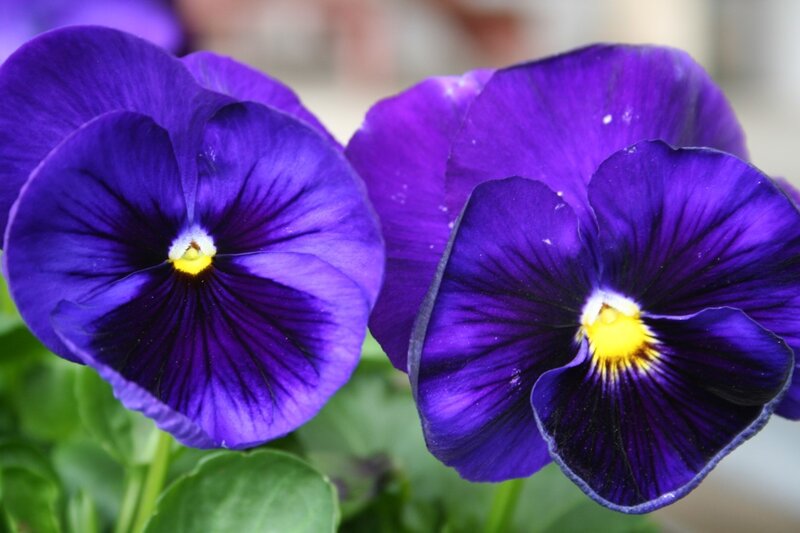 Purple pansy flowers in bloom