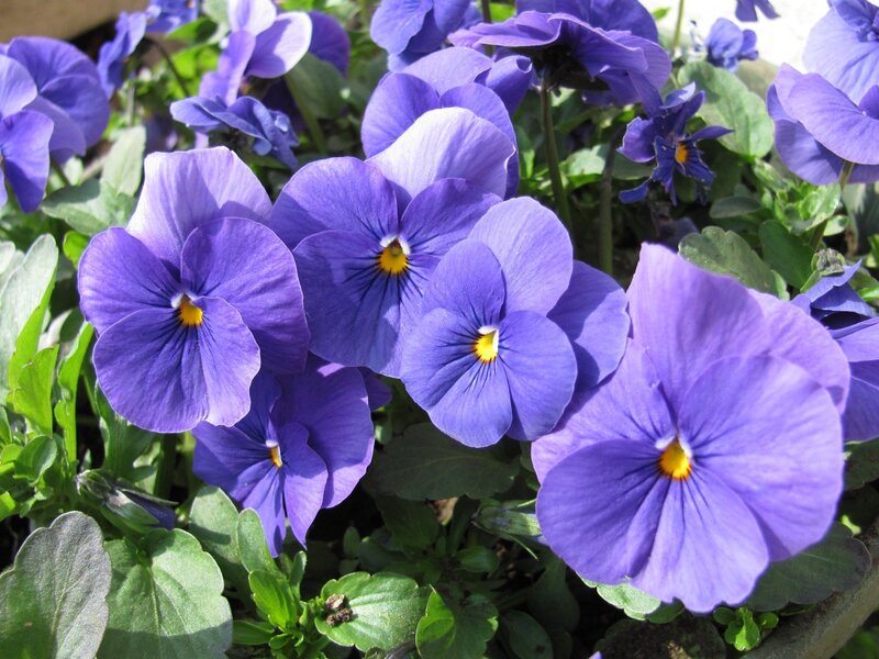 Purple pansy flowers in bloom