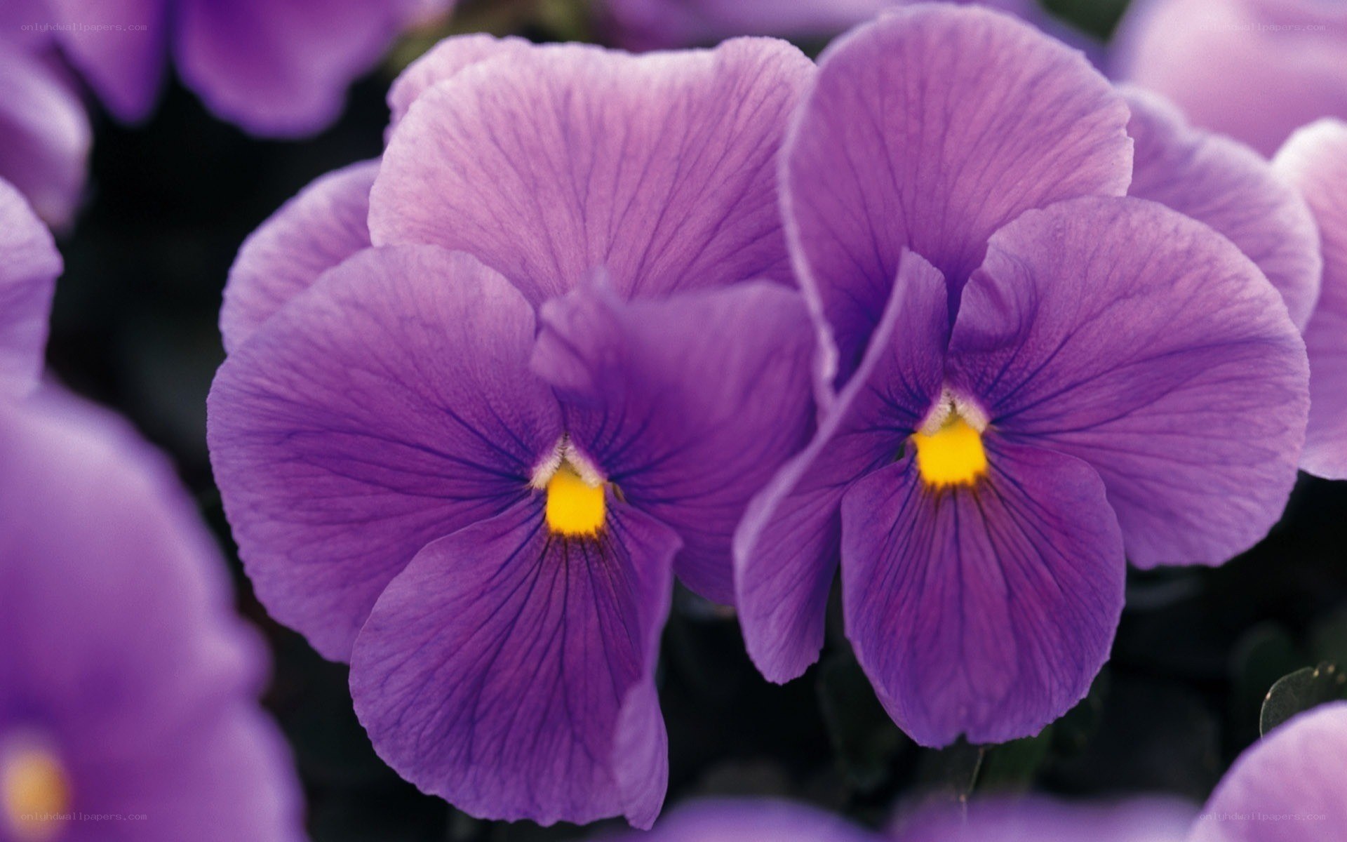 Purple pansy flowers in bloom