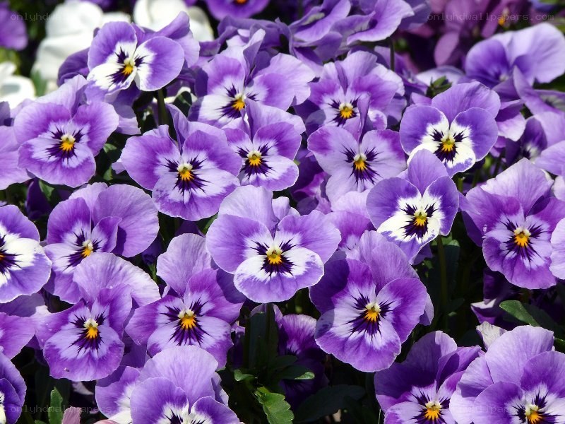 purple pansy flowers in bloom