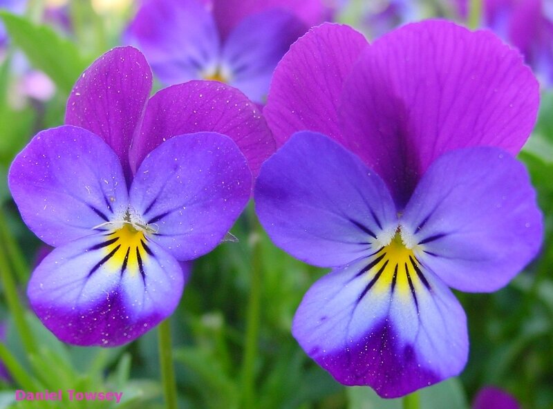 Purple pansy flowers in bloom