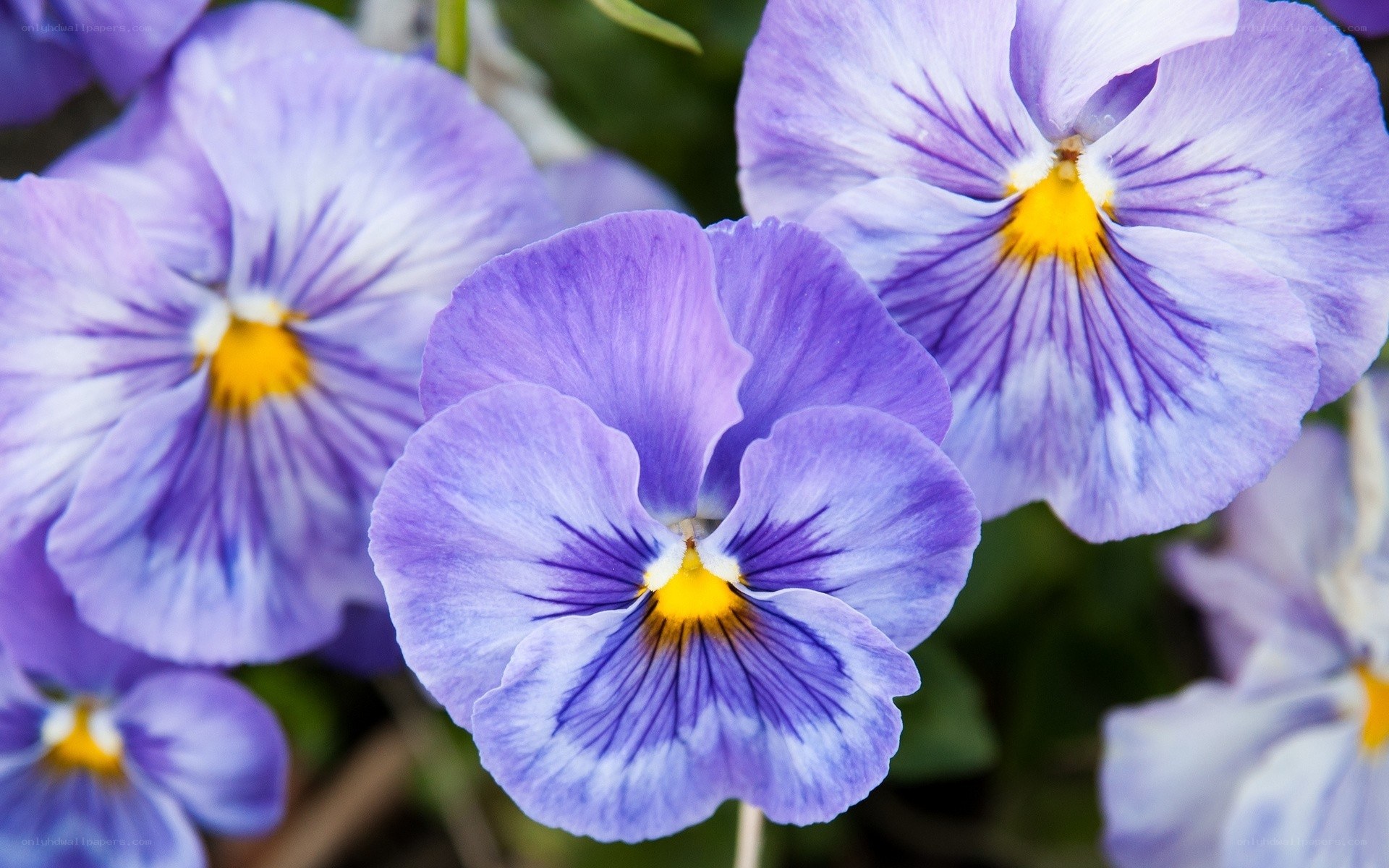 Purple pansy flowers in bloom