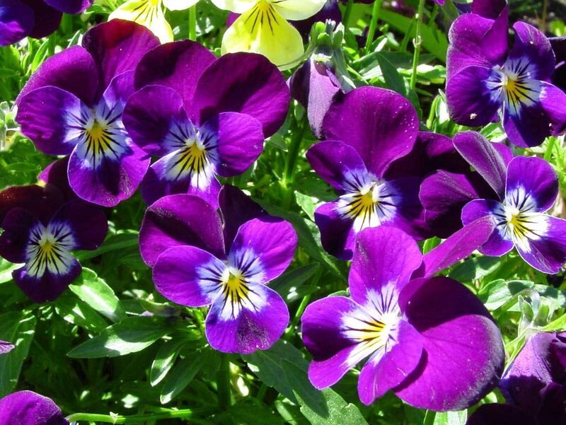 purple pansy flowers in garden