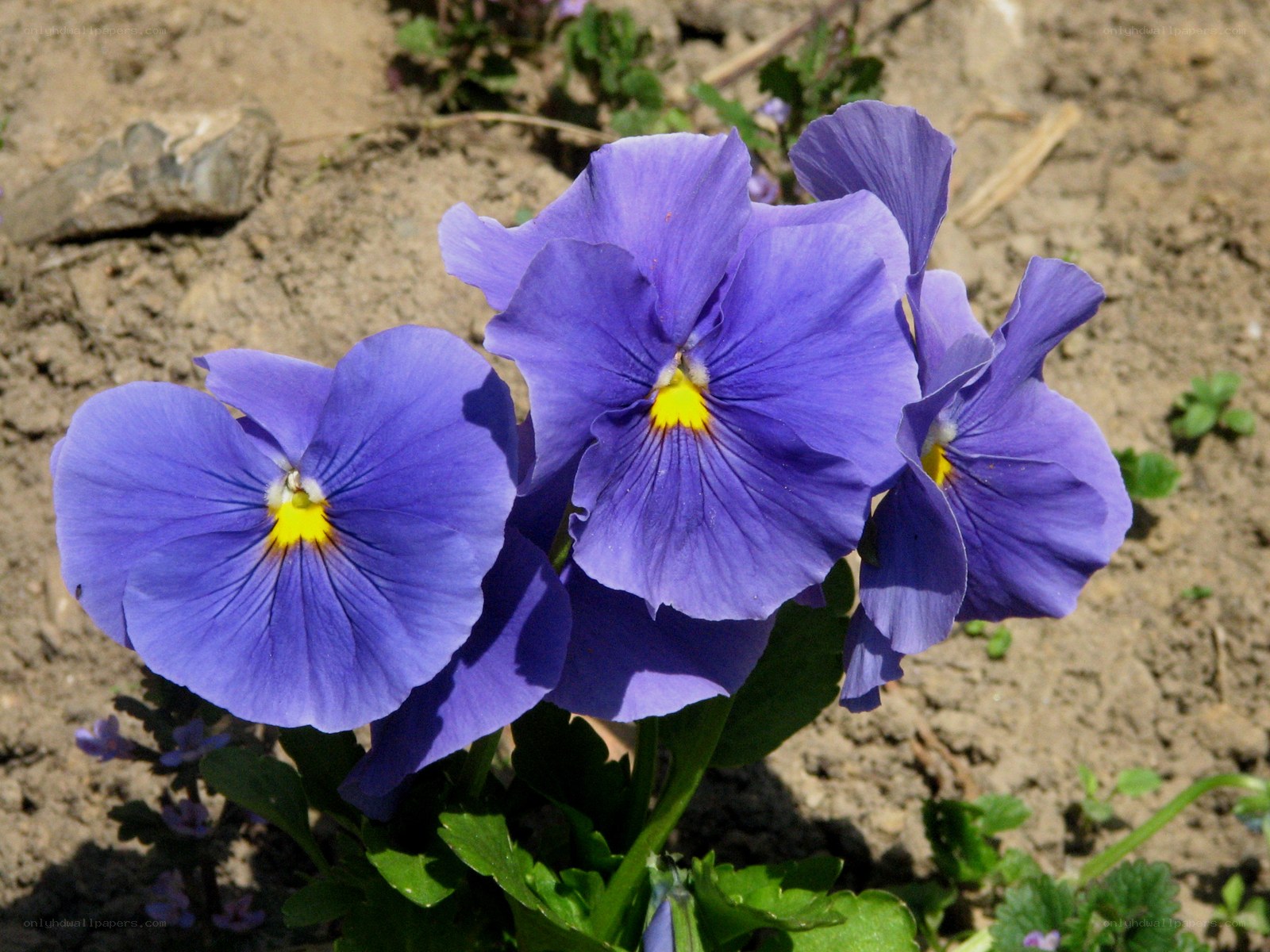 purple pansy flowers in soil