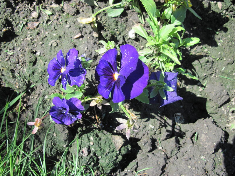 Purple Pansy Flowers — Natural
