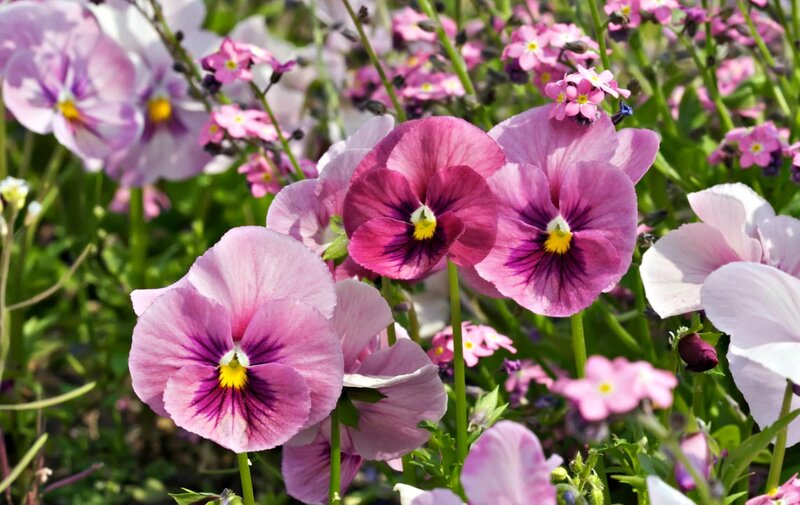 Purple Pansy Flowers — Pink