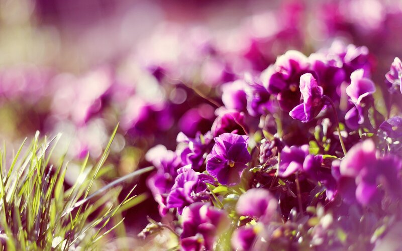 Purple Pansy Flowers — Serene, Afternoon, Photograph, Grass
