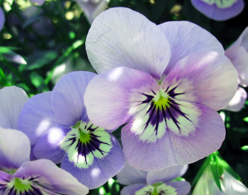 Purple Pansy Flowers — Serene, Afternoon, Photograph