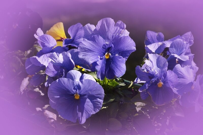 Purple Pansy Flowers — Serene, Afternoon