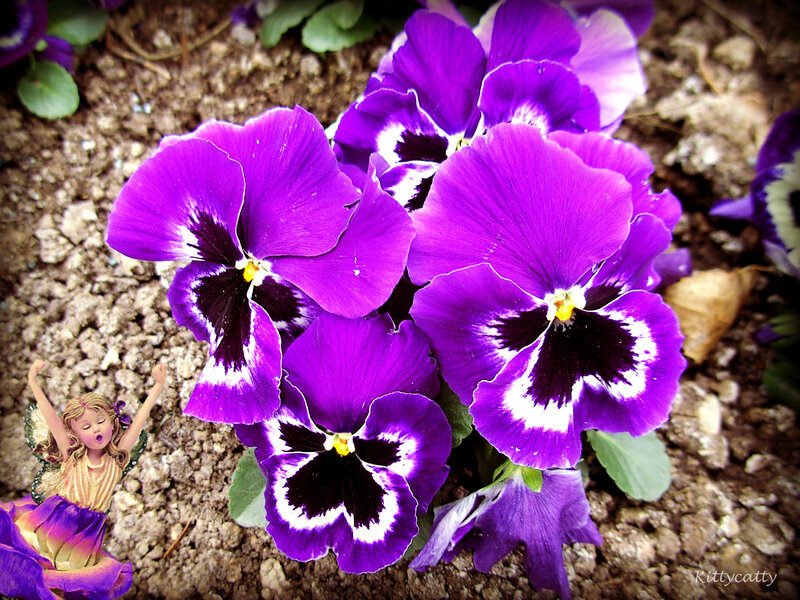 Purple Pansy Flowers — Serene, Photograph
