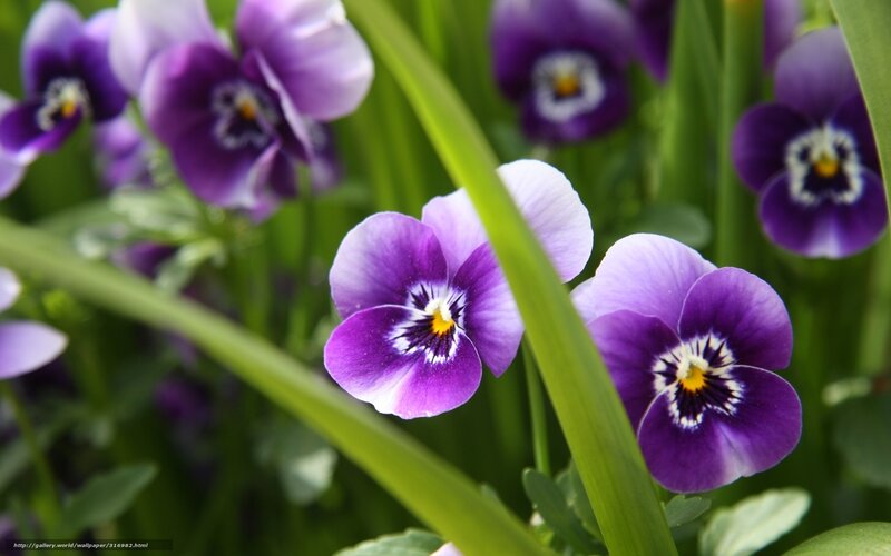 Purple Pansy Flowers — Serene, Spring, Photograph, Green Leaves, Grass