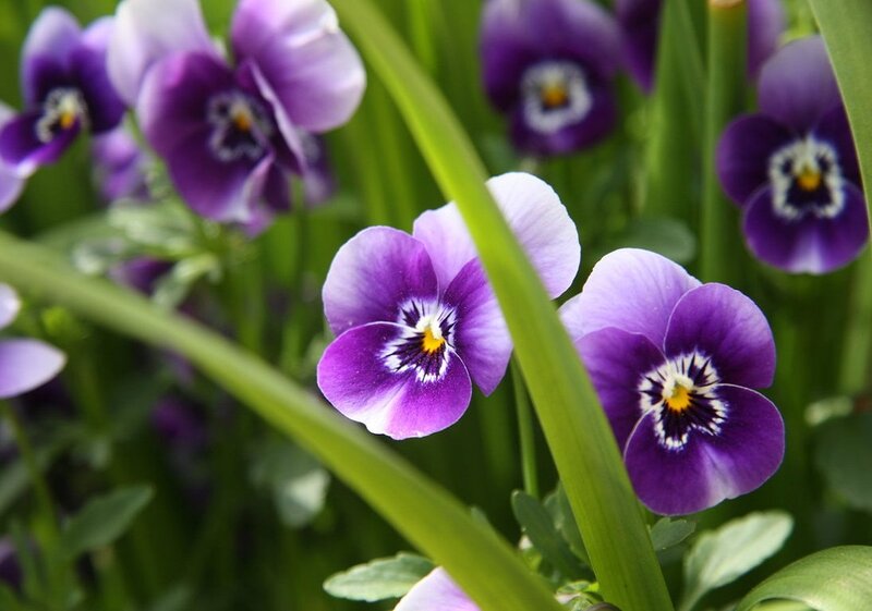 Purple Pansy Flowers — Serene, Spring, Photograph, Green Leaves