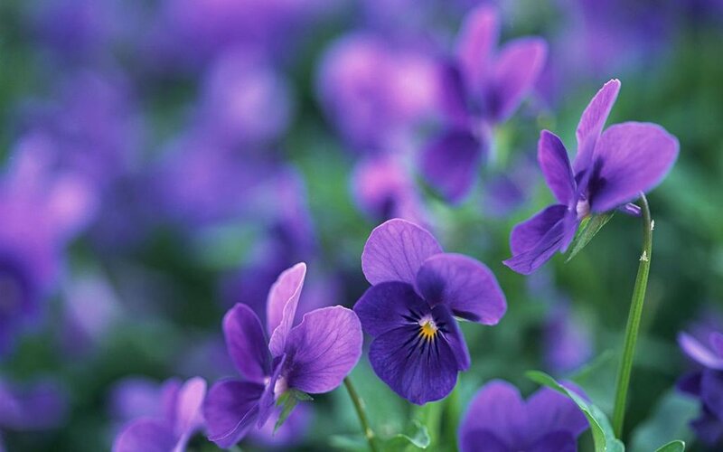 Purple Pansy Flowers — Serene, Spring, Photograph