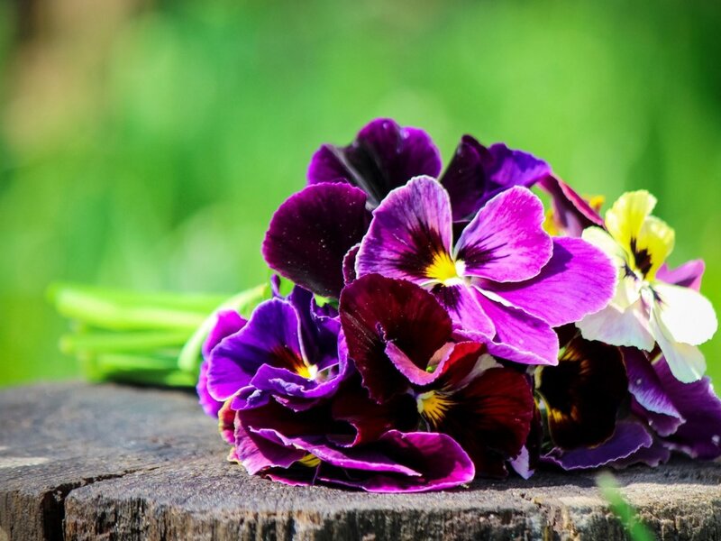 Purple Pansy Flowers — Serene, Spring, Photograph, Wooden Surface