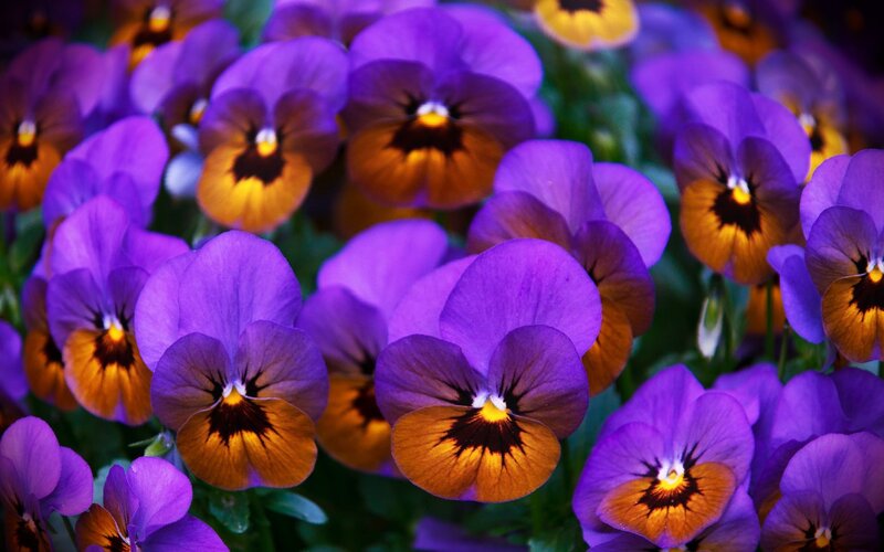 Purple Pansy Flowers — Vibrant, Photograph