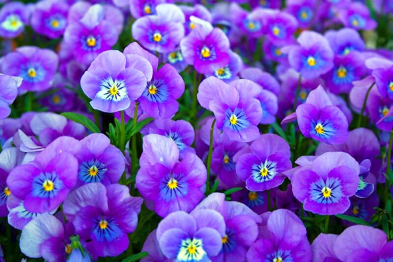 Purple Pansy Flowers — Vibrant, Spring, Photograph