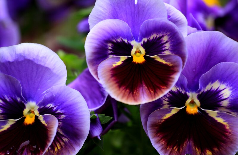 Purple Pansy Flowers — Vibrant, Spring, Photograph, Yellow Center