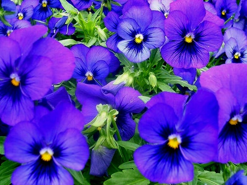 Purple Pansy Flowers — Vibrant, Spring