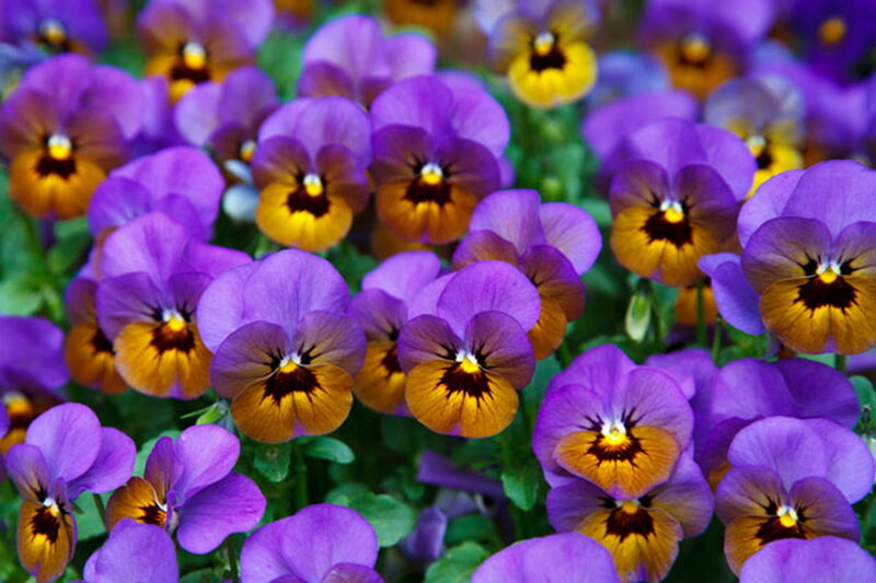 Purple Pansy Flowers — Vibrant