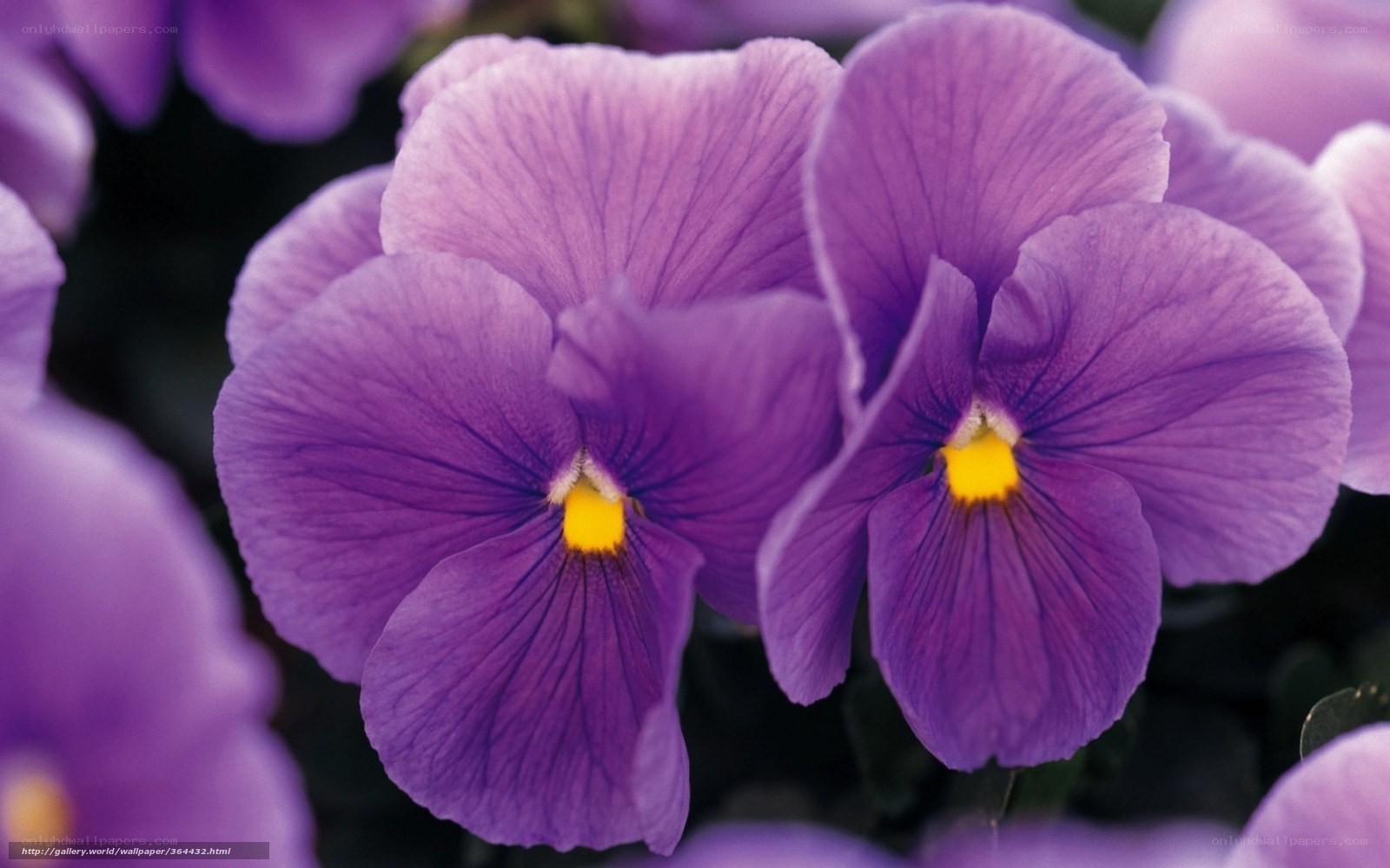 purple pansy flowers