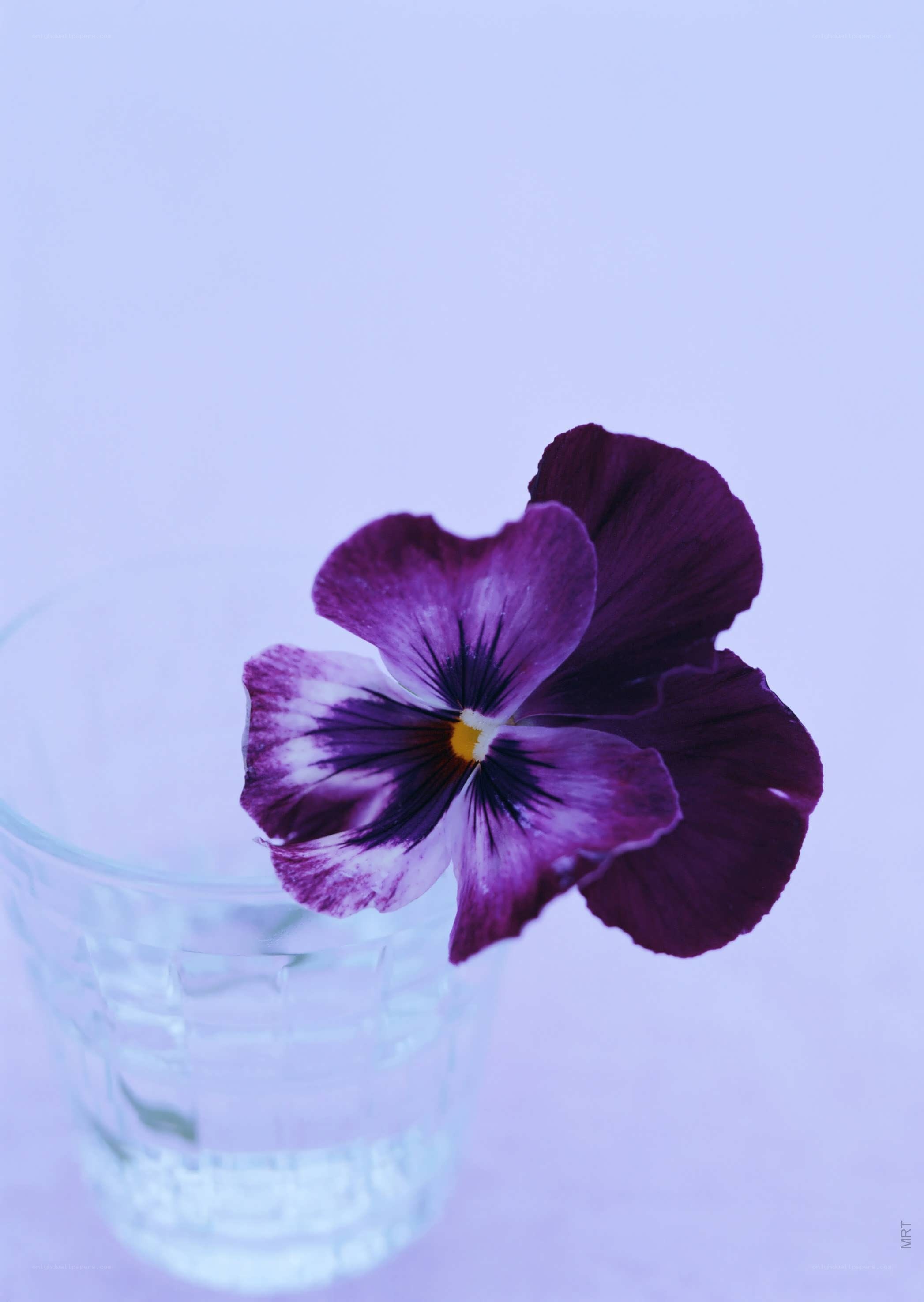 Purple pansy in a glass