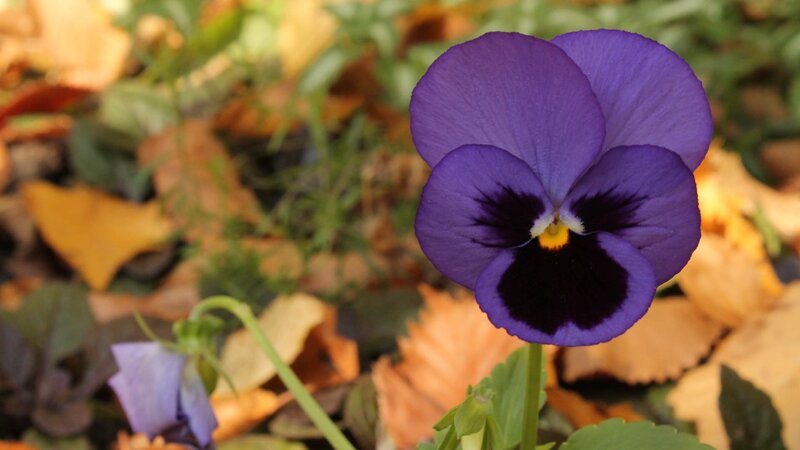 Purple pansy in autumn leaves