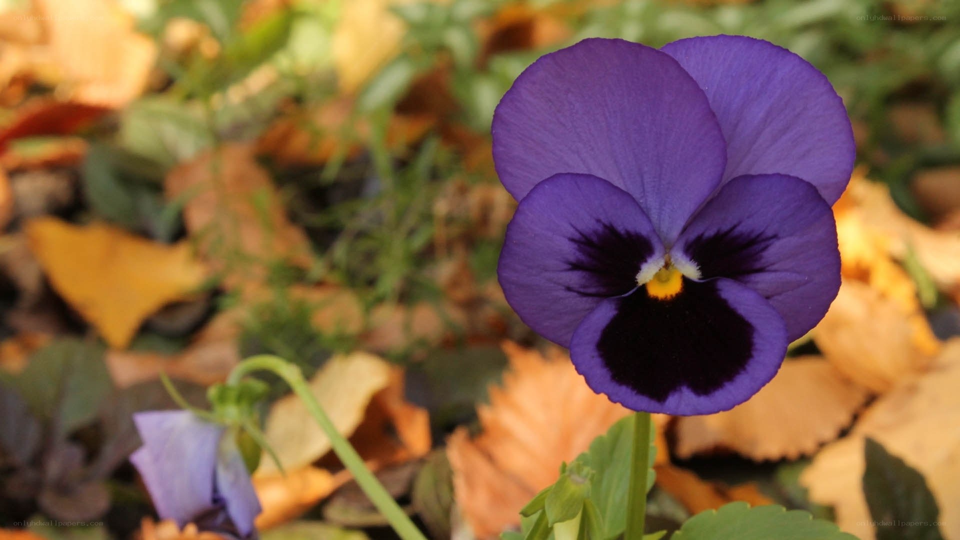 Purple pansy in autumn leaves