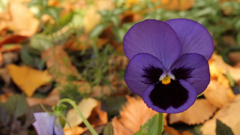Purple pansy in autumn leaves