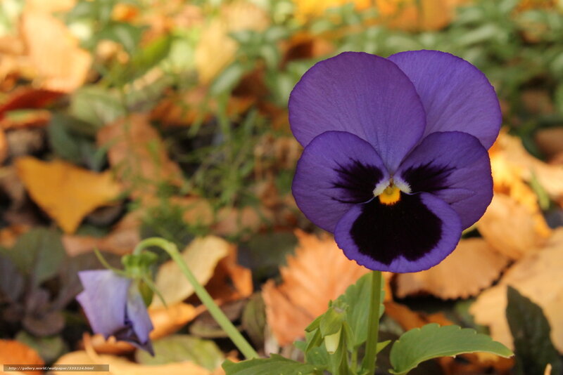 Purple pansy in autumn leaves
