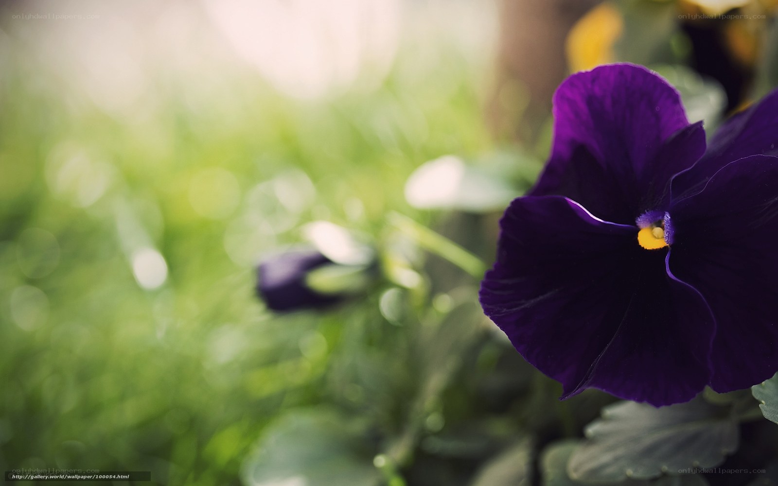 Purple pansy in garden