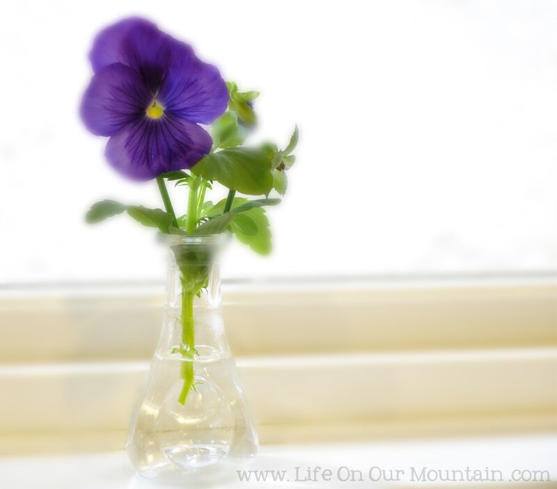 Purple Pansy in Vase