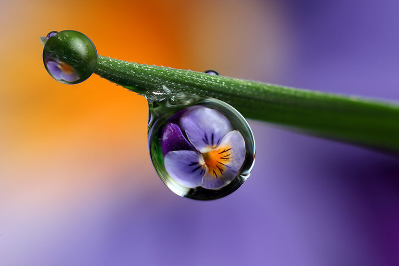 Purple Pansy in Water Droplet