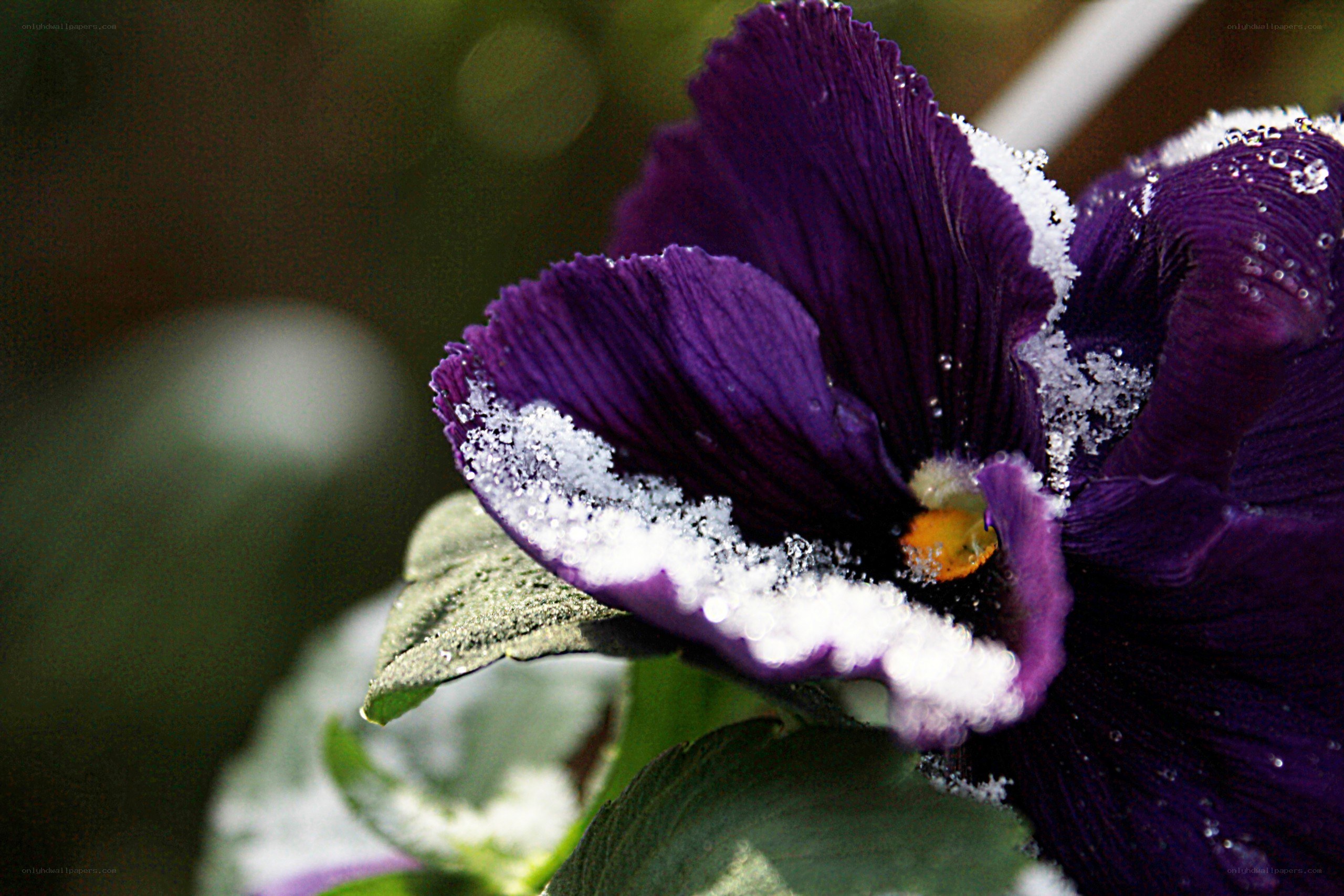 Purple pansy with snow