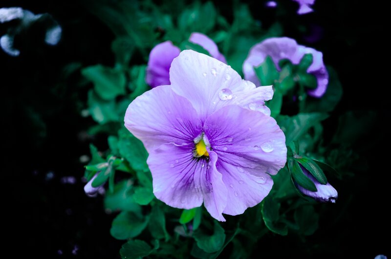Purple pansy with water droplets