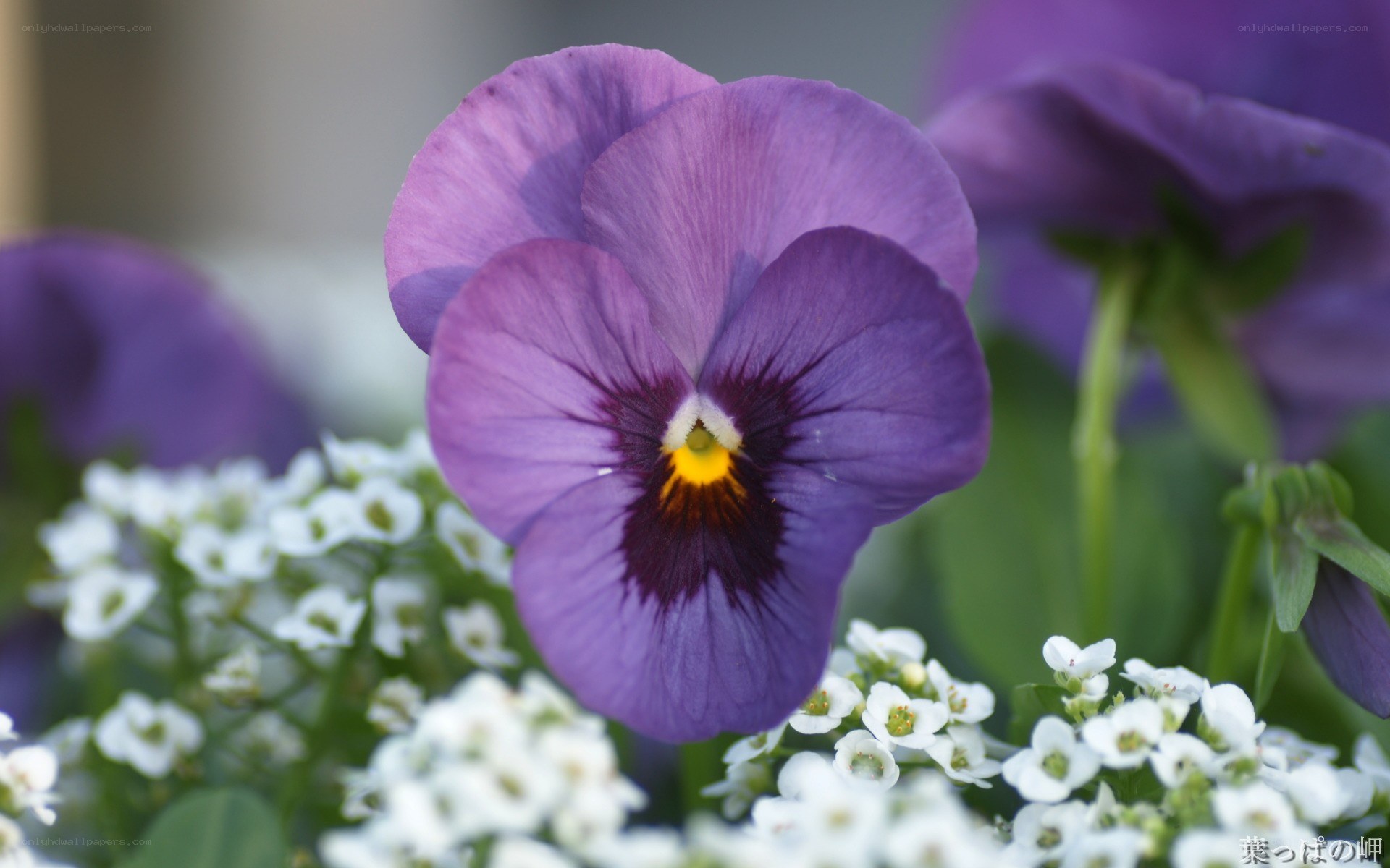 Purple pansy with white flowers