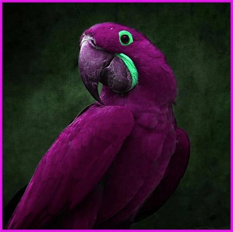 Purple Parrot