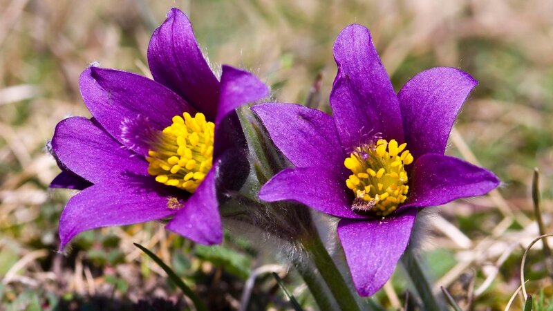 purple pasqueflower blooms
