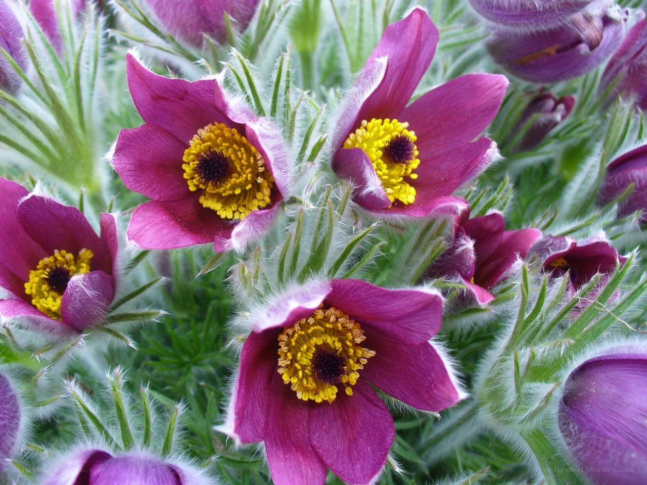 Purple pasqueflower blooms