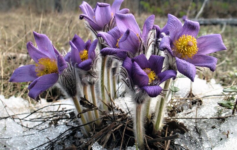 Purple Pasqueflower Blooms — Calm, Spring, Photograph, Snow