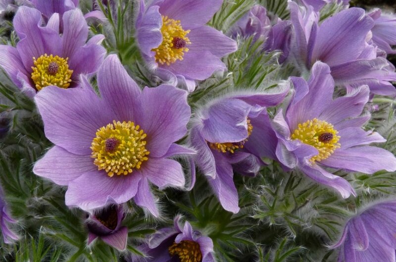 Purple Pasqueflower Blooms — Calm, Spring