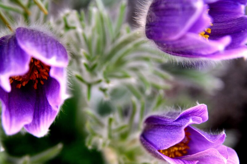 Purple Pasqueflower Blooms — Calm