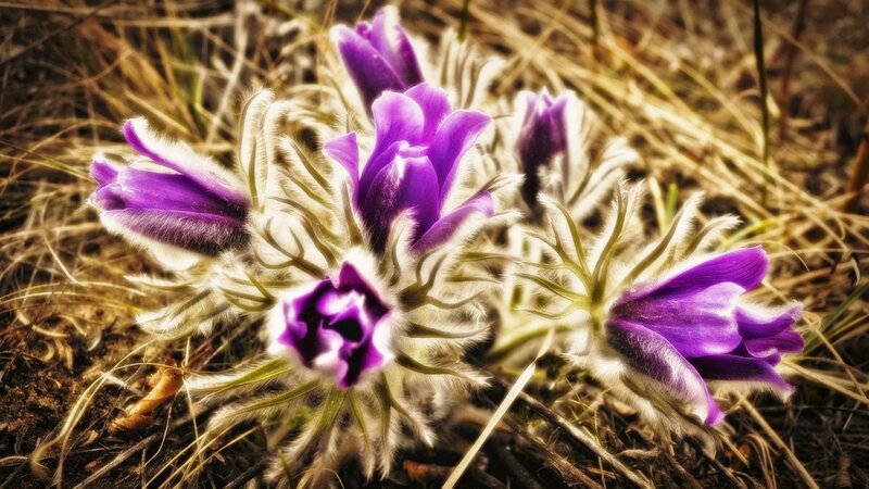 Purple Pasqueflower Blooms — Natural, Spring, Photograph, Flowers, Dry Grass