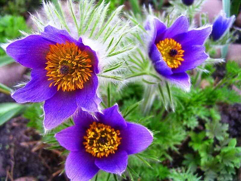 Purple Pasqueflower Blooms — Natural, Spring, Photograph, Green Leaves