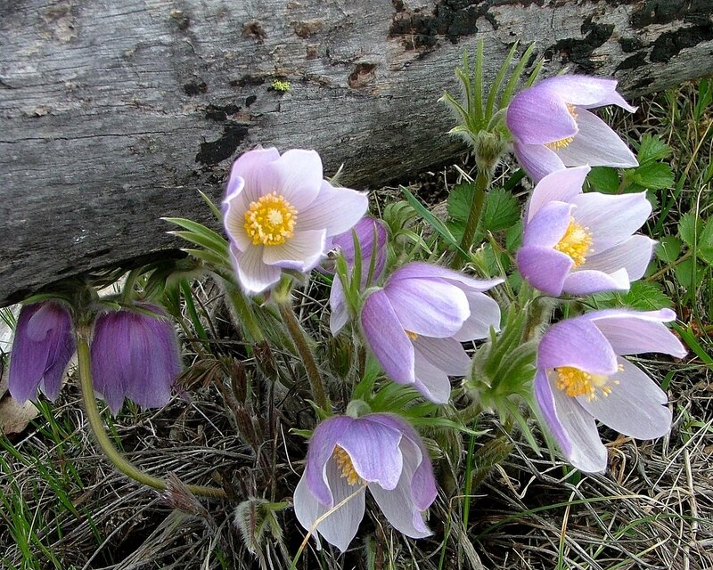 Purple Pasqueflower Blooms — Natural, Spring, Photograph